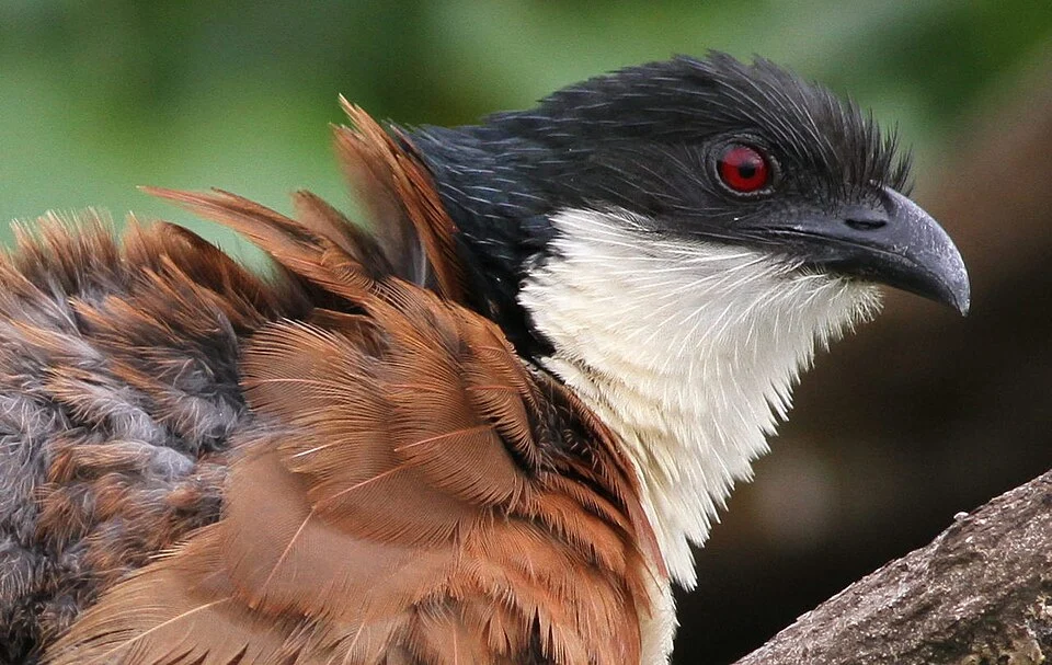 Burchell's Coucal, Centropus burchelli: a study at Kruger National Park, South Africa