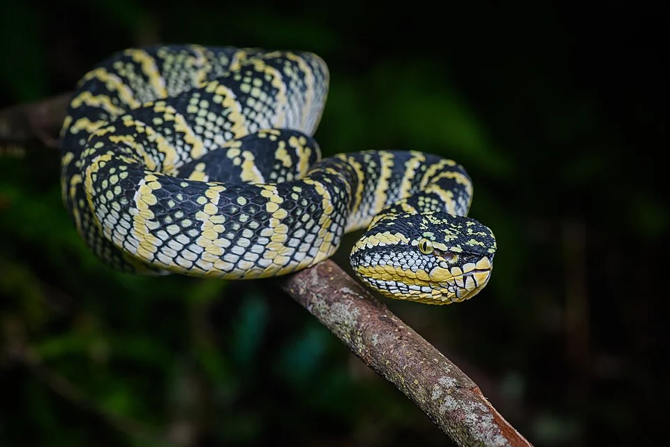 Tropidolaemus wagleri, Wagler's palm pit viper - Takua Pa District, Phang-nga Province.