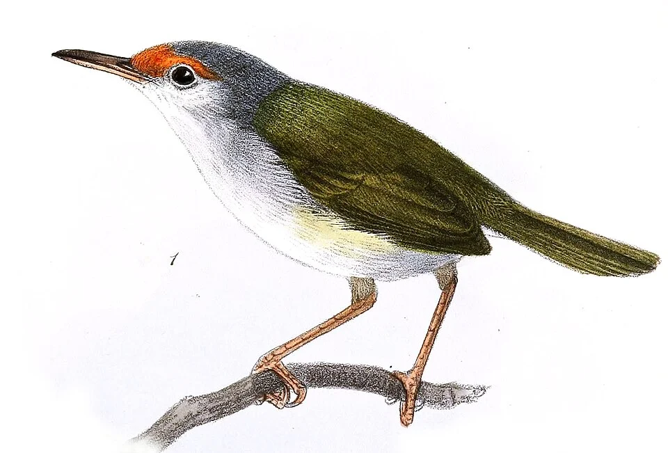 « Orthotomus frontalis » = Orthotomus frontalis (Rufous-fronted Tailorbird)