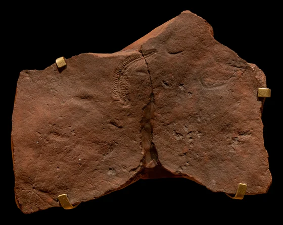Brown museum cast of a Spriggina fossil, its elongated divided body visible beside a central crack, mounted against a black background.