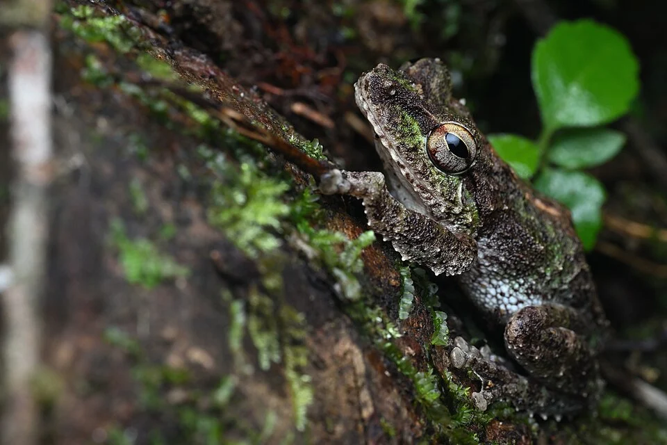 Pseudophilautus cavirostris from Sri Lanka