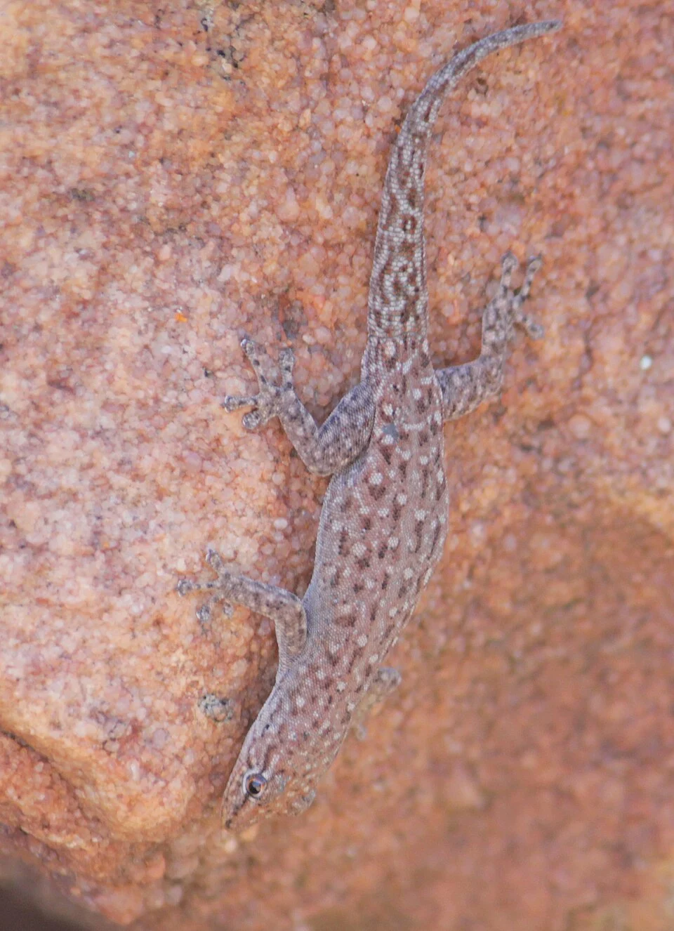 Soutpansberg Dwarf Gecko, Lygodactylus soutpansbergensis, a Soutpansberg endemic