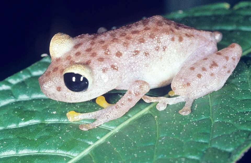 Pristimantis chalceus
