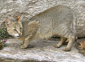 Felis chaus from Munsiyari, Uttarakhand, India