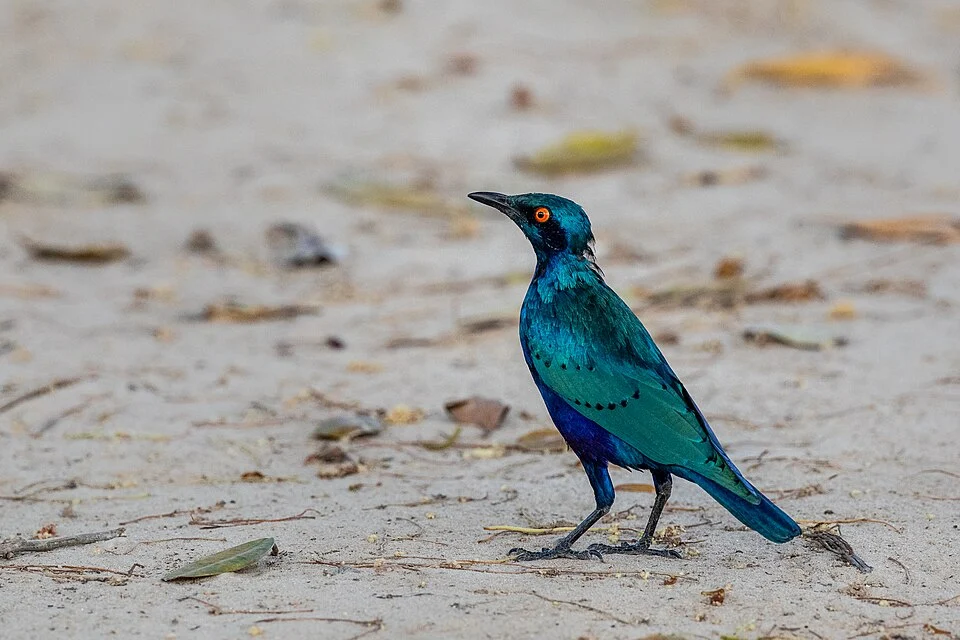 The picture shows a nice example of the Lesser Blue-eared Starling Lamprotornis chloropterus which I saw in December 2019 in Koubalan, Senegal. Koubalan is a small village in the Casamance region.