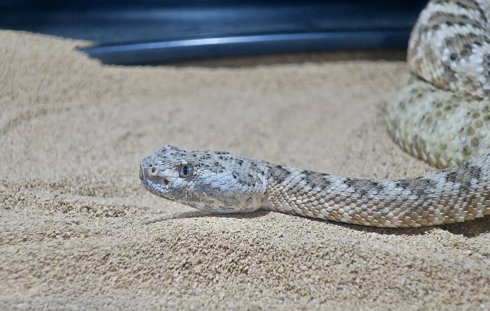 An Angel Island rattlesnake at Rattlesnake Ranch.