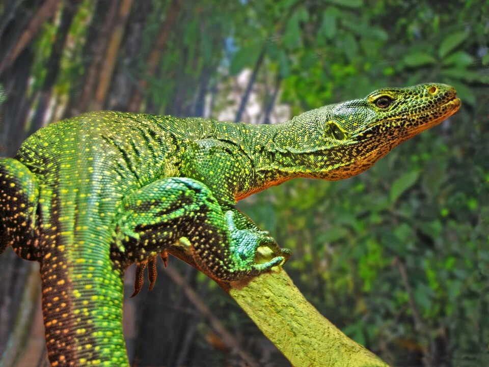 Varanus doreanus, the Blue-tailed monitor