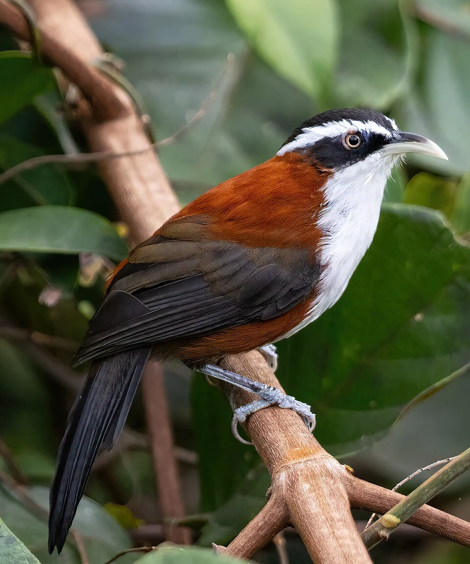 White-browed scimitar babbler in Ba'kelalan, Sarawak, Malaysia