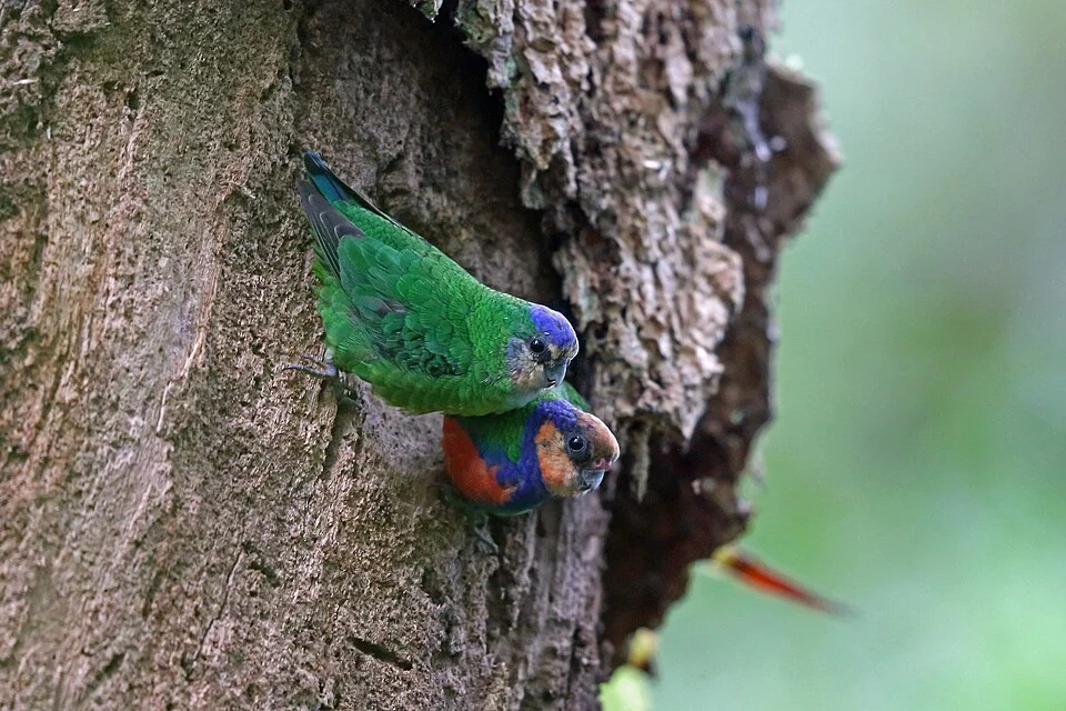 Red-breasted Pygmy-Parrot (Micropsitta bruijnii) in Indonesia