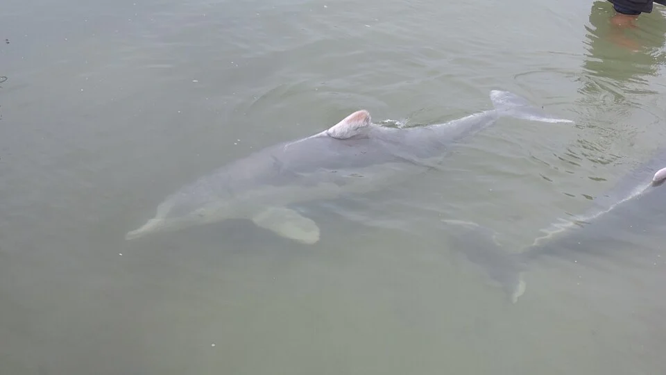 Australian humpback dolphins, Tin Can Bay, 2016