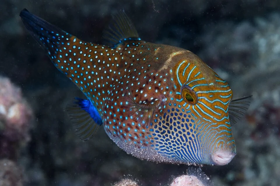 (EN) Ambon Toby - (FR) Canthigaster d'Ambon
Canthigaster amboinensis, Reunion Island