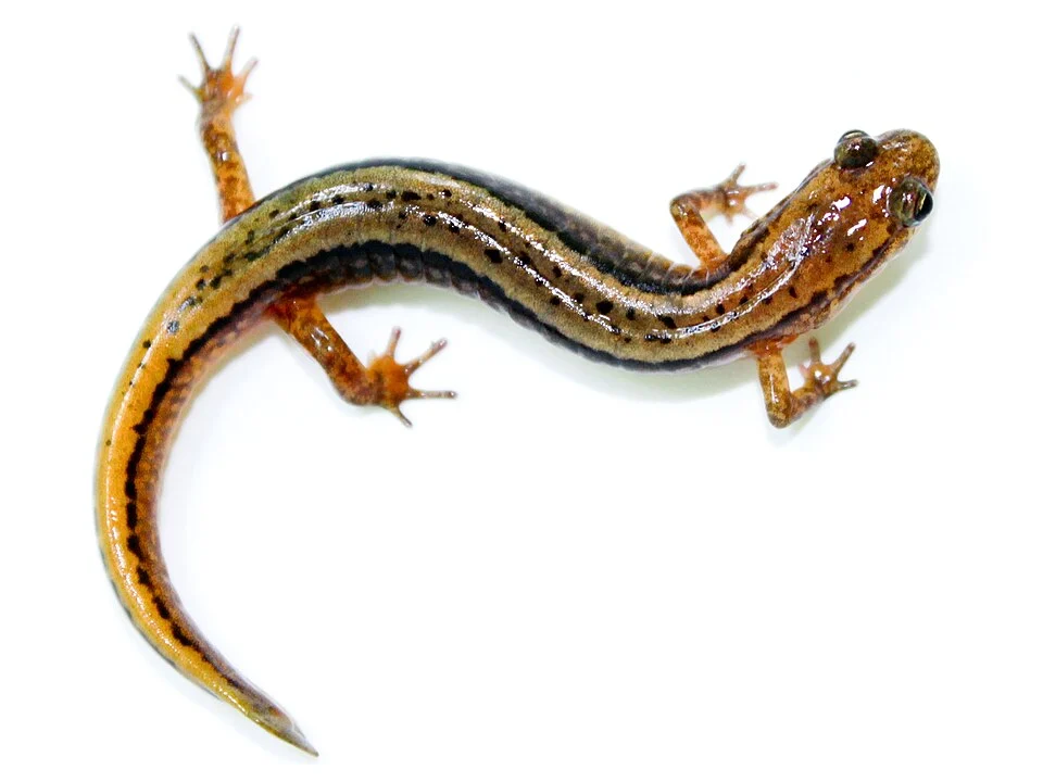 Northern Two-lined Salamander  Eurycea bislineata