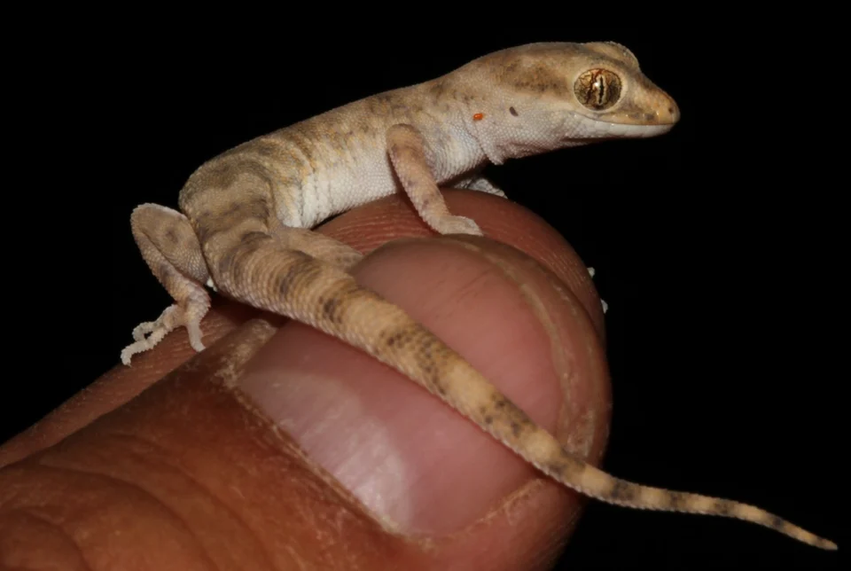Alsophylax emilia, a new species of lizard discovered in 2023 in Uzbekistan and described in the article Nazarov, R.A.; Abduraupov, T.V.; Shepelya, E.Y.; Gritsina, M.A.; Melnikov, D.A.; Buehler, M.D.; Lapin, J.D.; Poyarkov, N.A.; Grismer, J.L. The Fergana Valley Is an Isolate of Biodiversity: A Discussion of the Endemic Herpetofauna and Description of Two New Species of Alsophylax (Sauria: Gekkonidae) from Eastern Uzbekistan. Animals 2023, 13, 2516. https://doi.org/10.3390/ani13152516