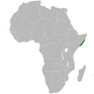Spizocorys obbiensis distribution map; using BlankMap-Africa.svg, based on http://www.birdlife.org/datazone/speciesfactsheet.php?id=8163