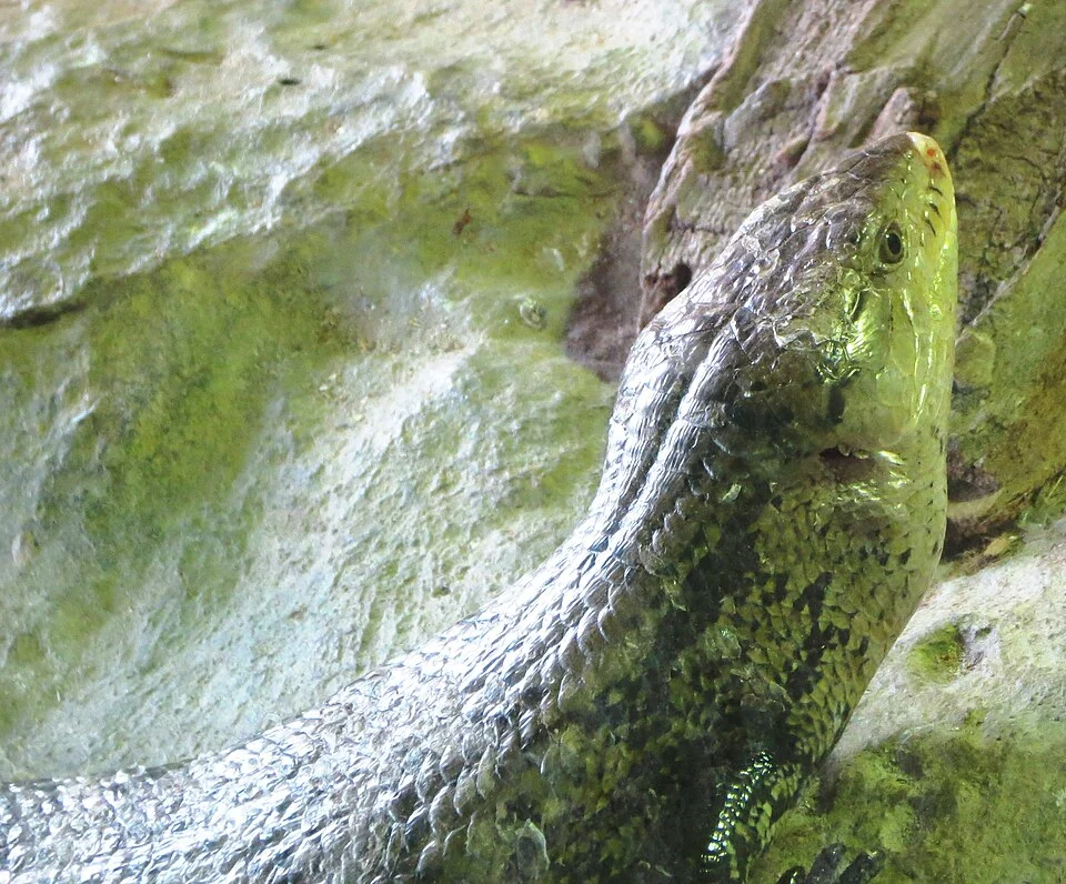 Giant lizard specie from the Sahel belt of northern Africa, captive in the terrarium of Loro Parque zoo, Tenerife (Spain).