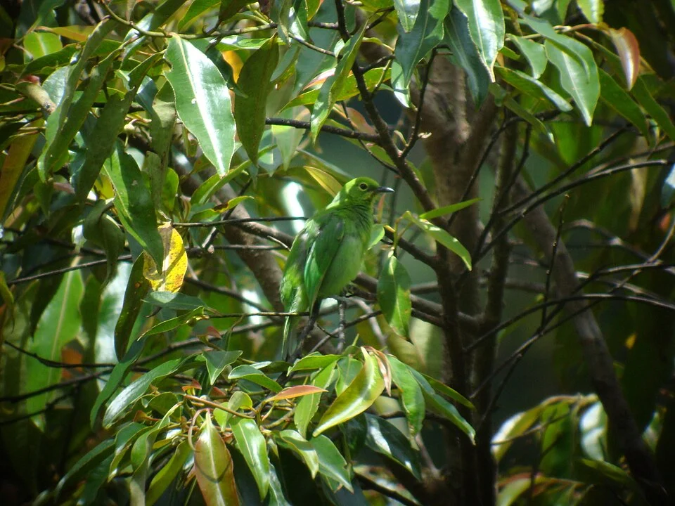 Chloropsis media, Kerinci Seblat, ID, 2007-08-02 (iNaturalist).
