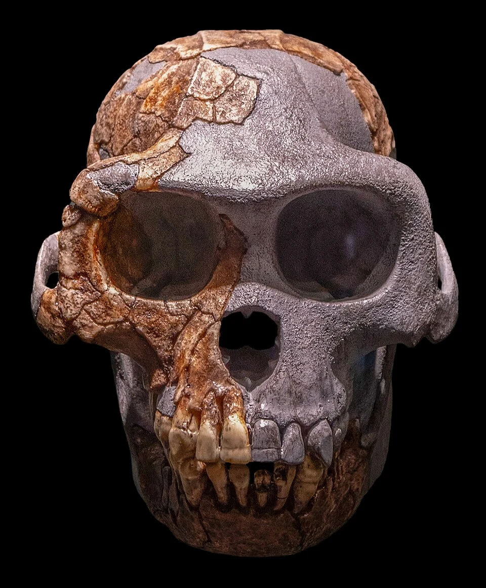Ardipithecus ramidus