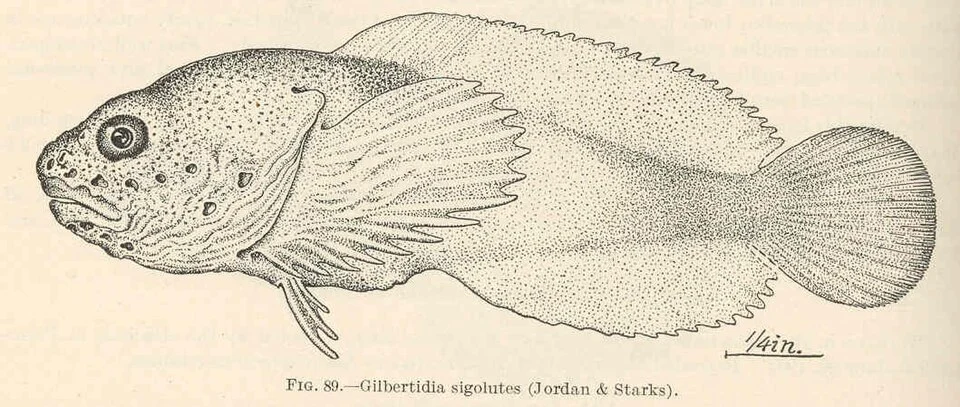 Gilbertidia sigolutes (Jordan & Starks)
Subject: Gilbertidia, Cottidae
Tag: Fish