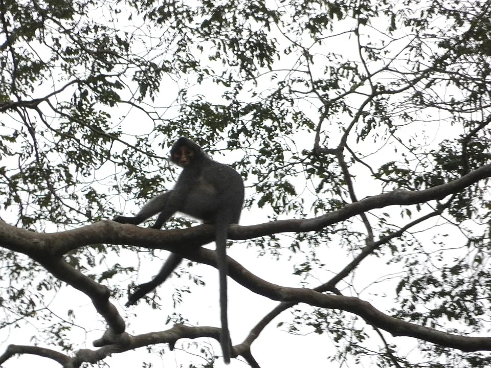 Saban Grizzled Langur (Presbytis sabana)