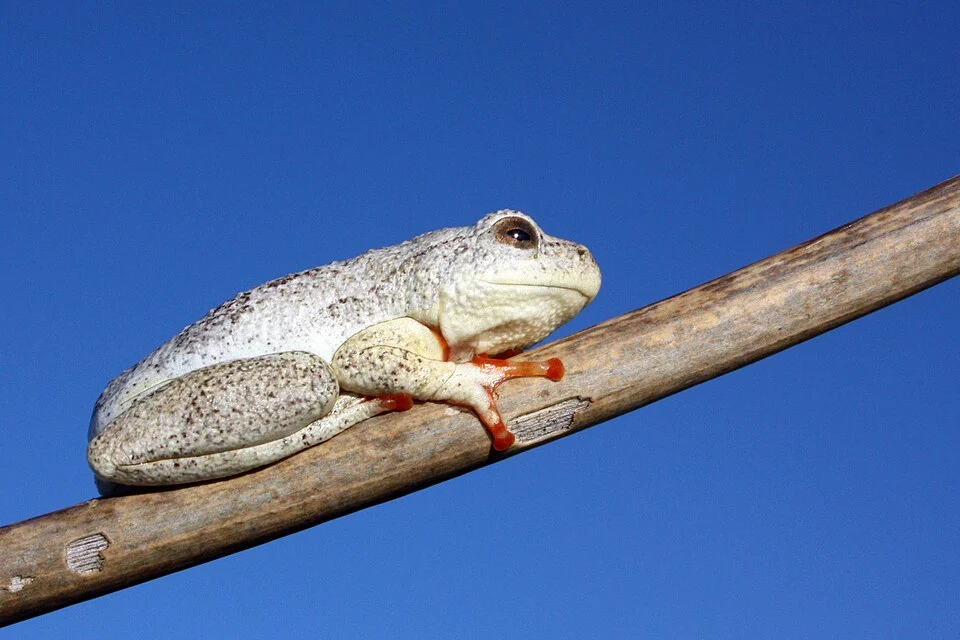 Marbled reed frog (Hyperolius marmoratus), Botswana