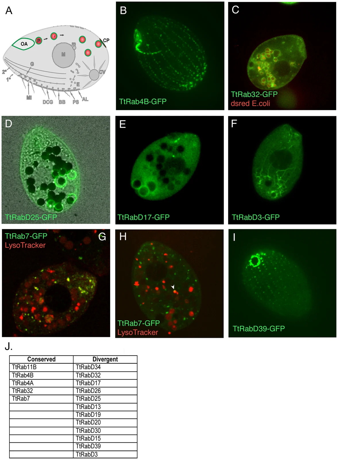 Green and red confocal images of cells accompany a phagocytosis diagram and Rab protein table.