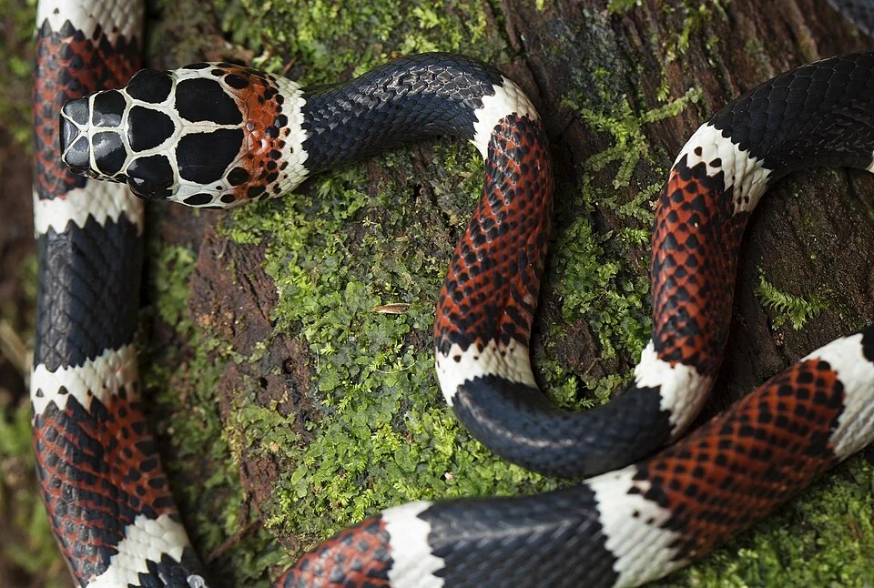 False Coral Snake (Rhinobothryum bovallii) in Ecuador.