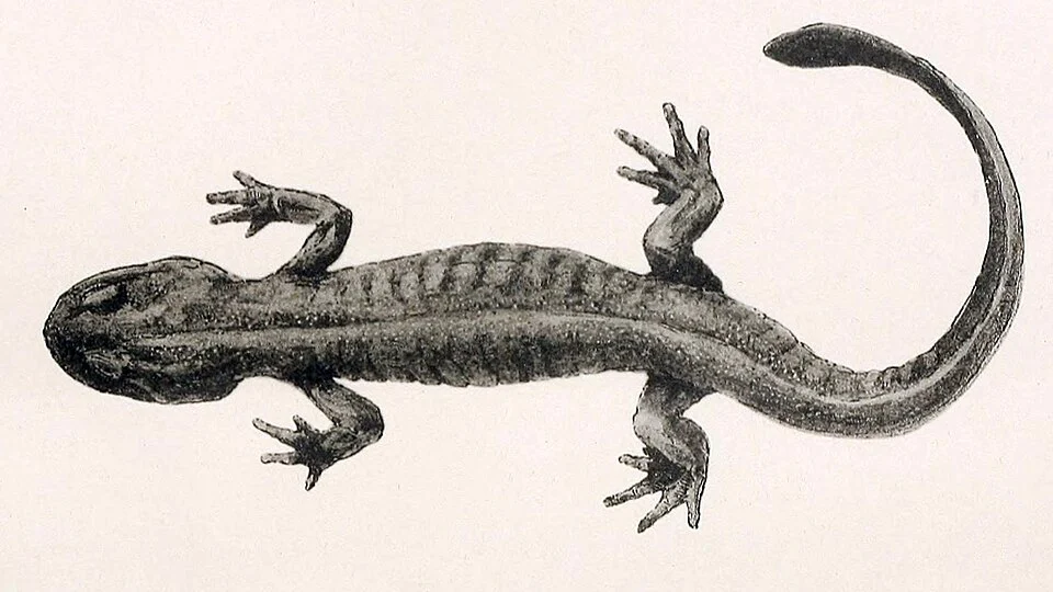 Ranodon sibiricus