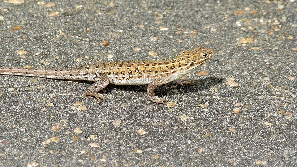 H1-3 South of Satara, Kruger NP, SOUTH AFRICA