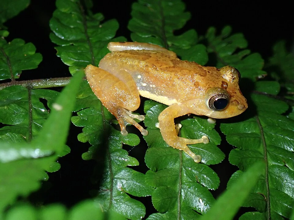 Pseudophilautus sarasinorum