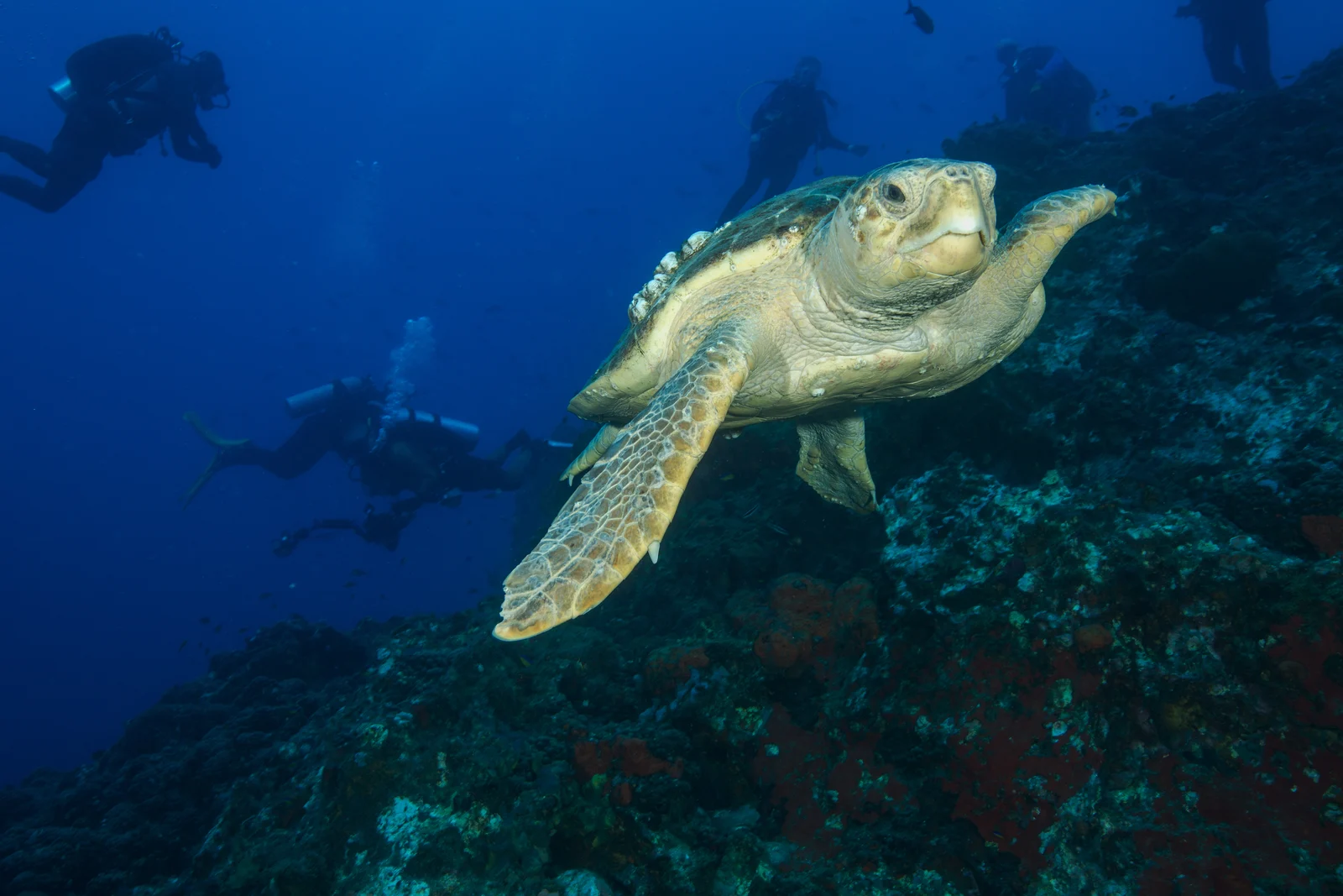 A loggerhead sea turtle swims beside a rocky reef in blue water, with several scuba divers behind it.