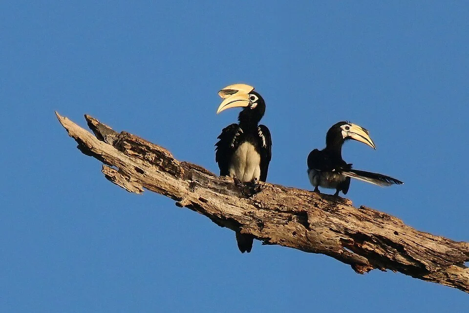 Oriental pied hornbill (Anthracoceros albirostris) male (l) female (r), Kinabatangan River, Sabah, Borneo, Malaysia