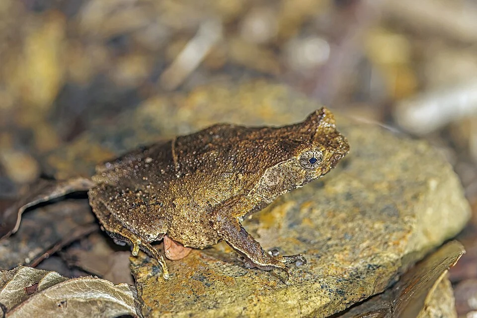 Short-legged toad (Boulenophrys brachykolos), Pok Fu Lam Country Park, Hong Kong