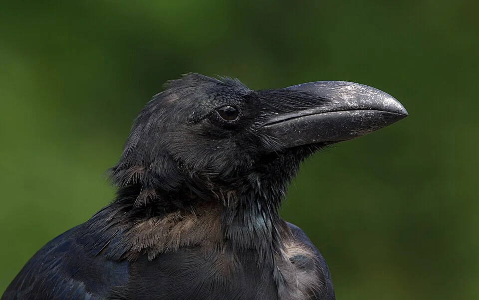 Jungle crow (Close-up of the head area), Tennōji Park, Osaka.