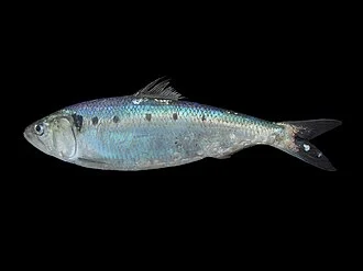 Twaid shad. Image taken in the lab on board of RV Belgica at Westdiep.