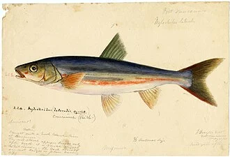 Mylocheilus caurinus, Synonym: Mylocheilus lateralis
Local number: SIA2011-1233
Summary: RU 007186, Box 5, Folder 14; Drawing of Cyprinoid observed near Fort Vancouver in 1841, drawn by Joseph Drayton for the United States Exploring Expedition, 1838-1842.
Dates: circa 1838-1842
Repository: <a href="http://siarchives.si.edu" rel="nofollow">Smithsonian Institution Archives</a>
Related blog post: <a href="http://nmnh.typepad.com/fieldbooks/2011/07/when-are-drawings-field-notes.html" rel="nofollow">When Are Drawings Field Notes?</a>
<a href="http://collections.si.edu" rel="nofollow">View more col