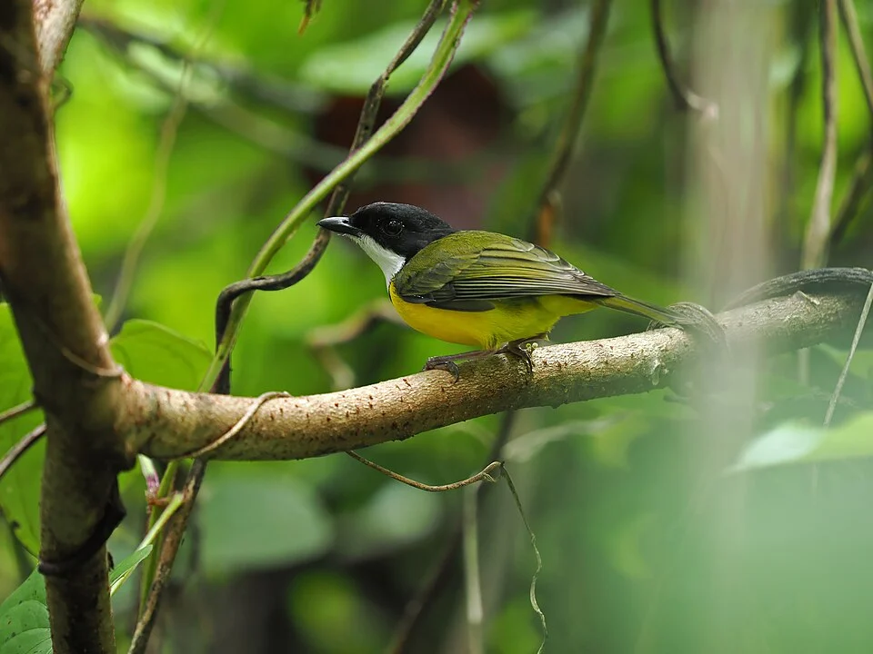 Pachycephala vitiensis, Matava, Kadavu Island, Fiji, 2025-01-04 (iNaturalist).