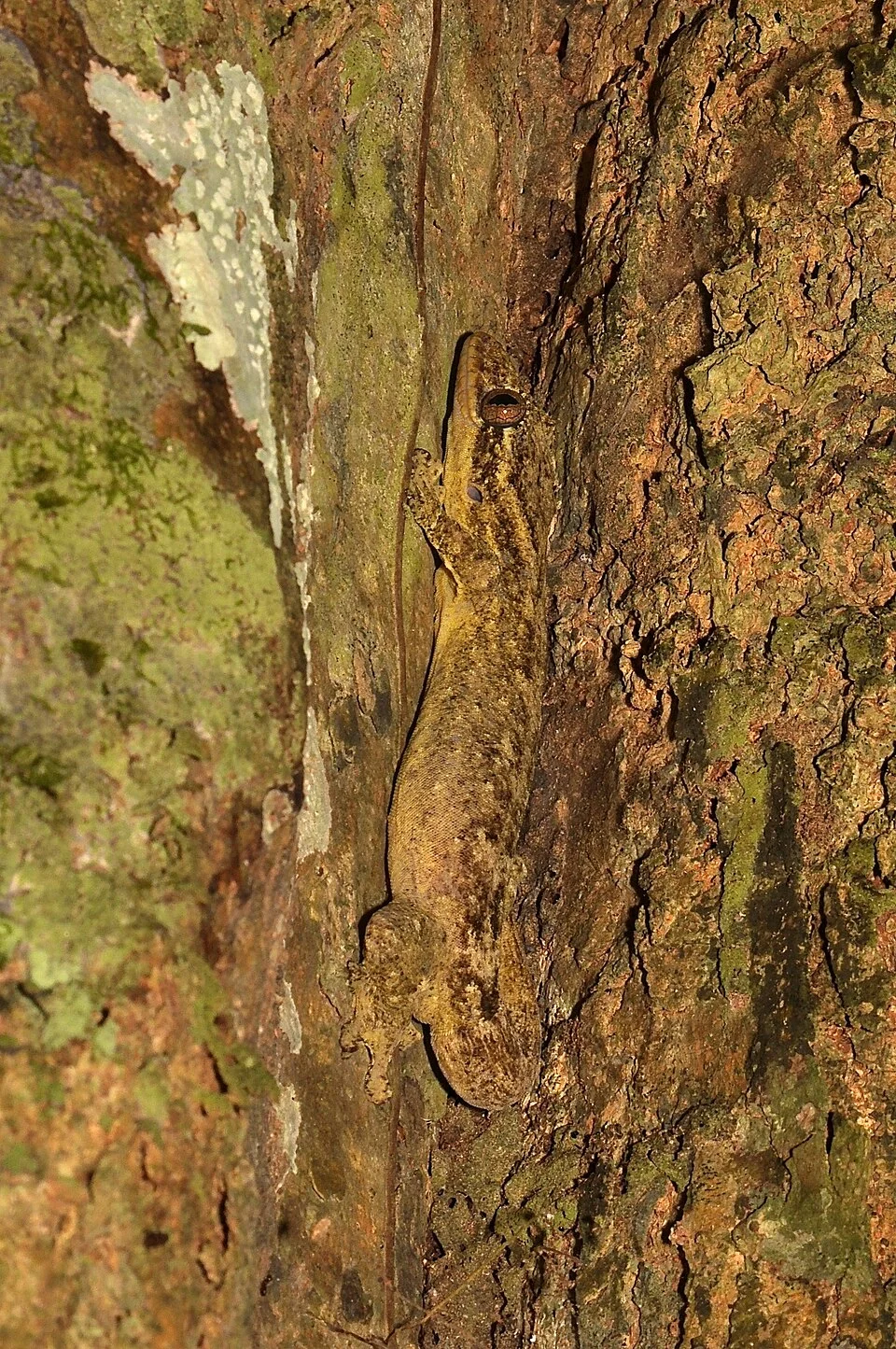 Well camouflaged Thecadactylus solimoensis