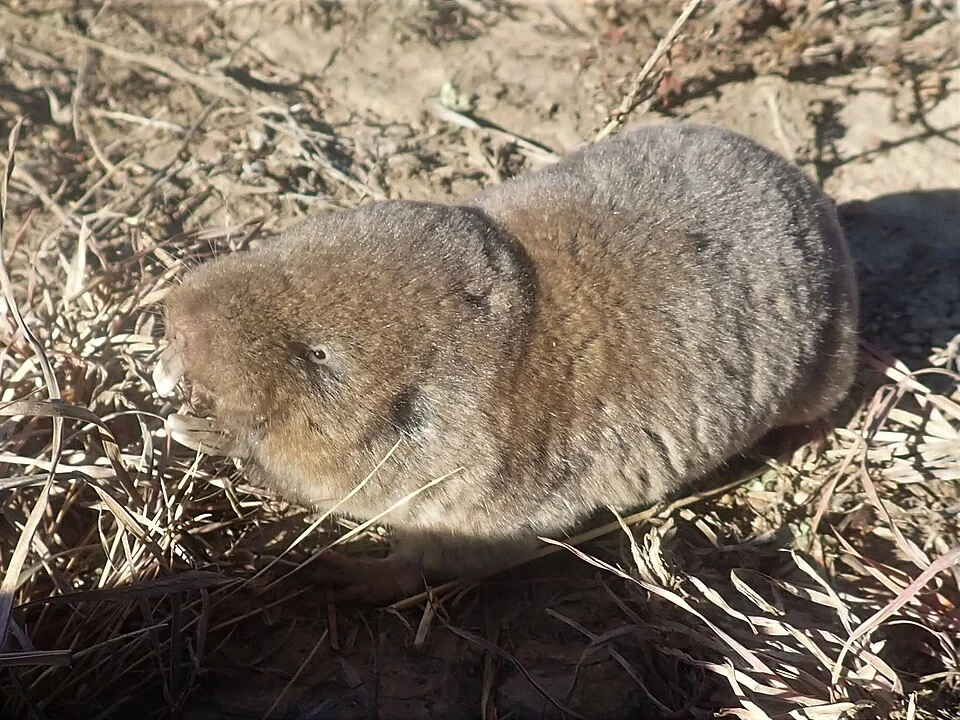 Common mole-rat, African mole-rat, Hottentot mole-rat, or Cryptomys hottentotus, photographed by Johnny Whatmore, on 31 July 2020, near Lydenburg, Mpumalanga province of South Africa