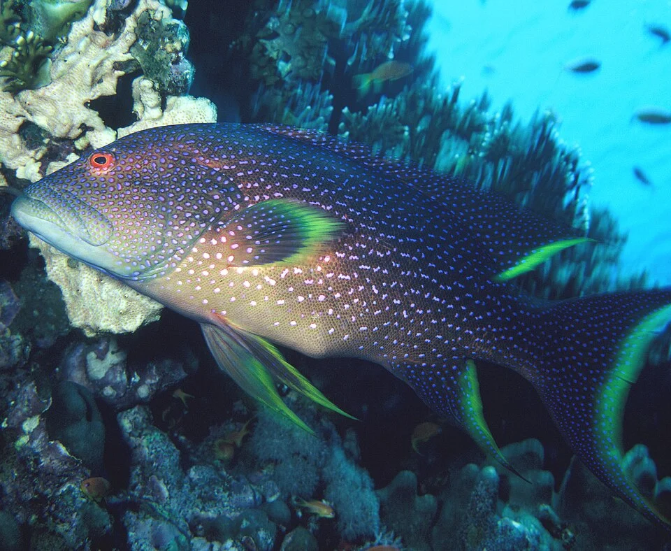 Variola louti