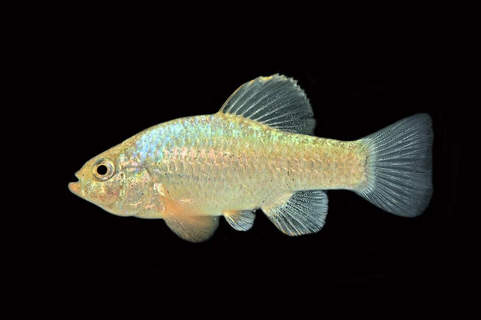 Photo of White Sands Pupfish (undefined) uploaded from iNaturalist.