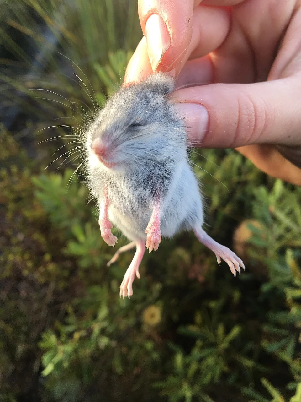Photo of Silky Mouse (Pseudomys) uploaded from iNaturalist.