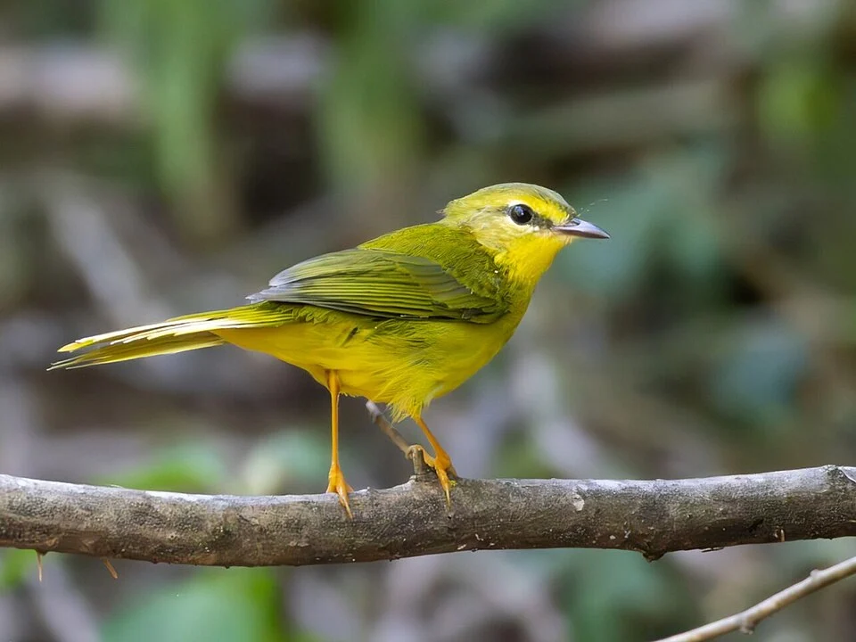 Flavescent Warbler (Myiothlypis flaveola) in Brazil