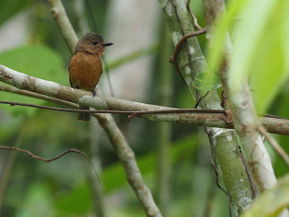 Pachycephala griseonota johni, Obi island, South Halmahera Regency, North Maluku, Indonesia, 2019-07-09 (iNaturalist).