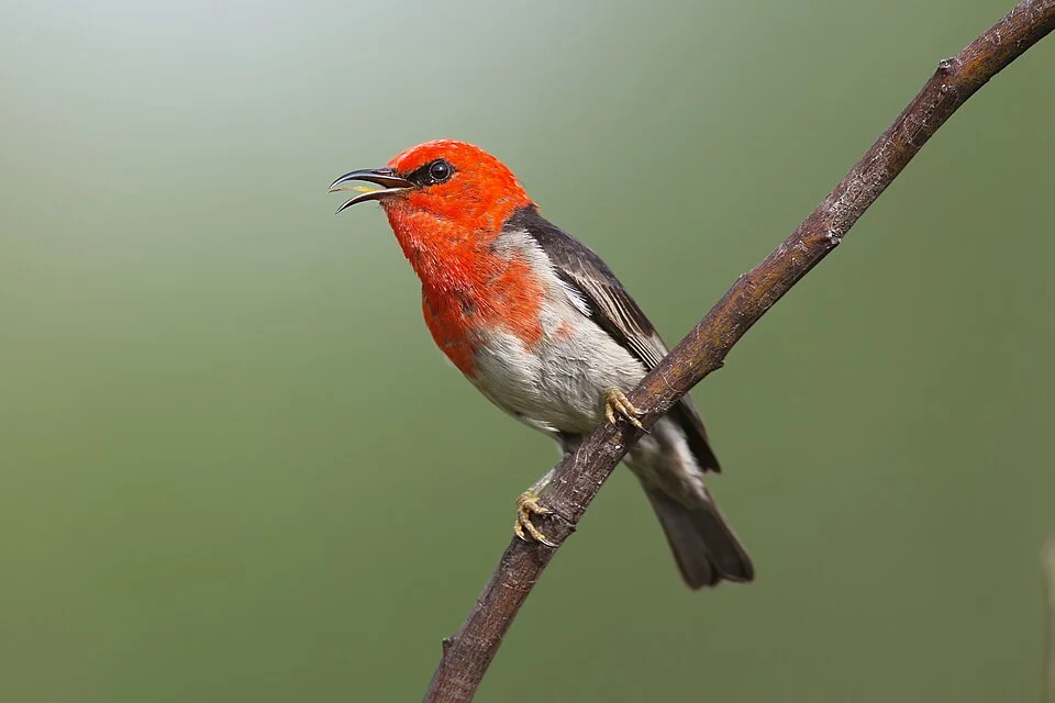 Scarlet Myzomela (Myzomela sanguinolenta) male, Windsor Downs Nature Reserve, New South Wales, Australia