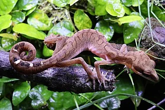 Cat gecko (Aeluroscalabotes felinus)