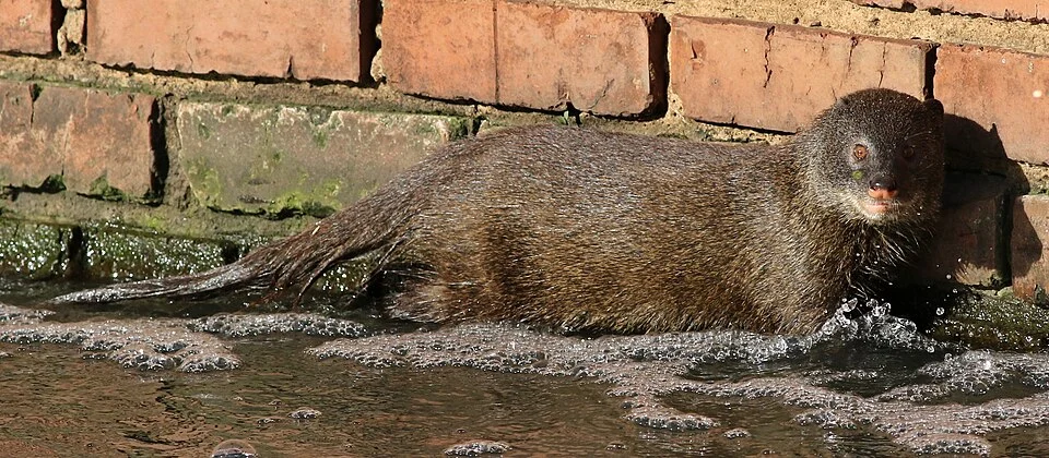 Marsh mongoose or water mongoose, Atilax paludinosus, at Rietvlei Nature Reserve, Gauteng, South Africa