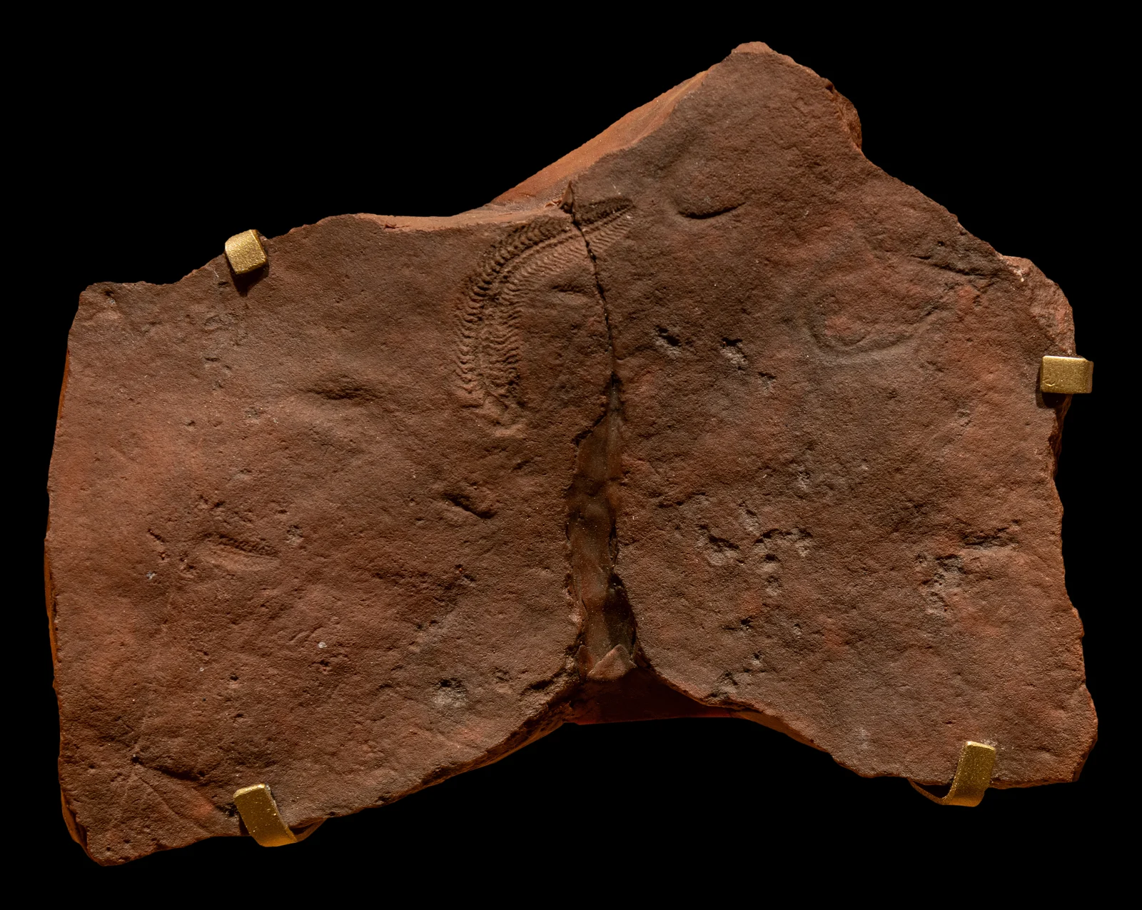 Brown museum cast of a Spriggina fossil, its elongated divided body visible beside a central crack, mounted against a black background.