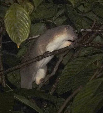 Rothschild's cuscus (Phalanger rothschildi)