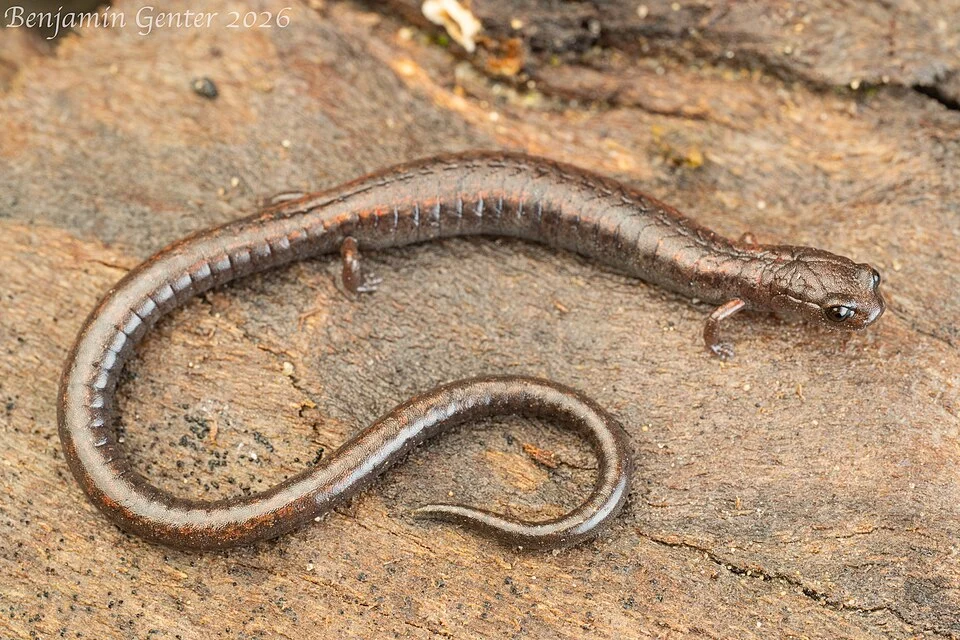 Adult from Monterey County, California. Photograph by Benjamin W. Genter.