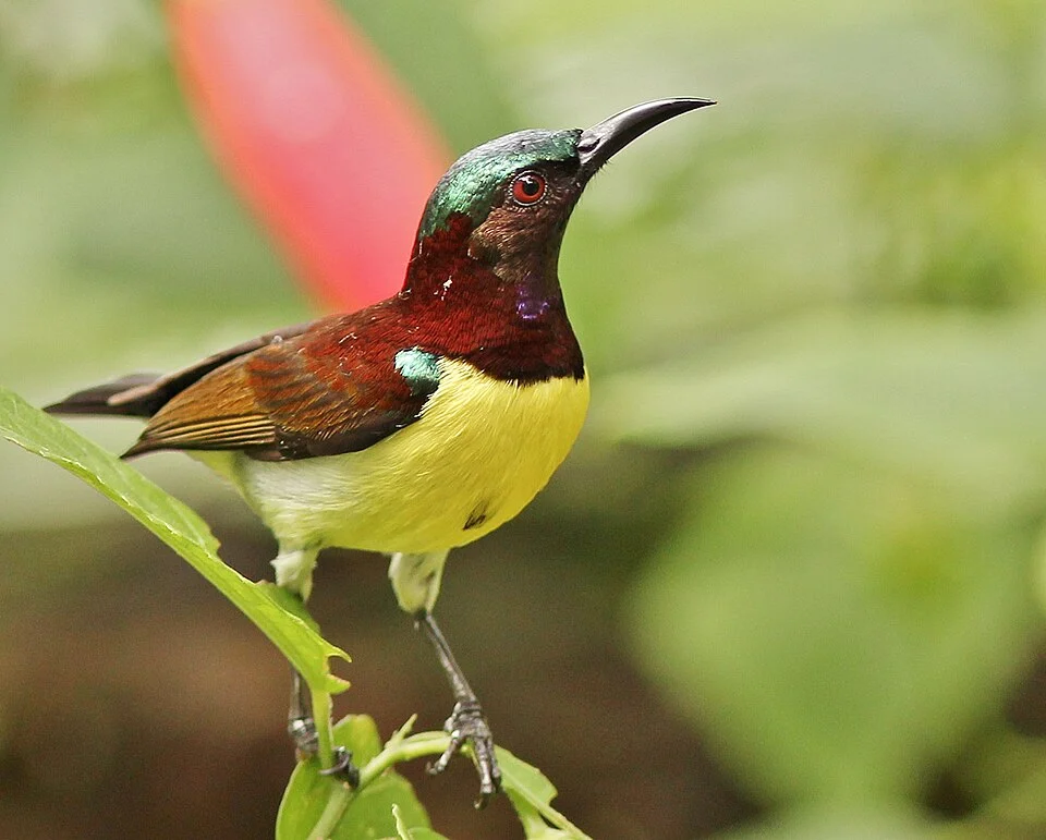 A male clicked in Kannur, Kerala.